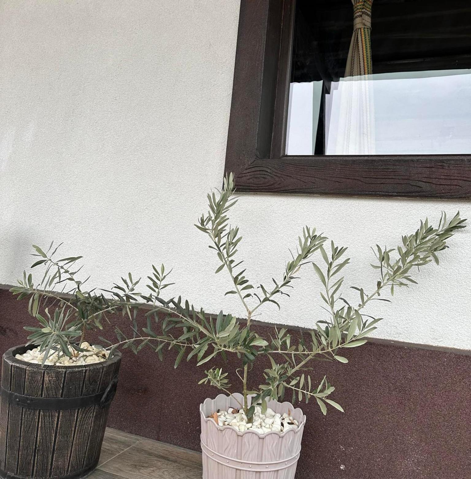 ホテル Бялата Къща Chakalarovo エクステリア 写真